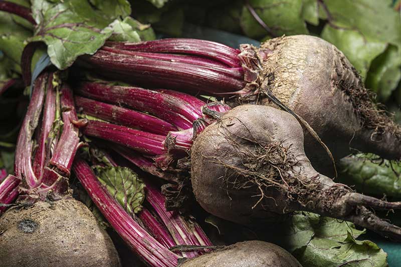 rote Bete