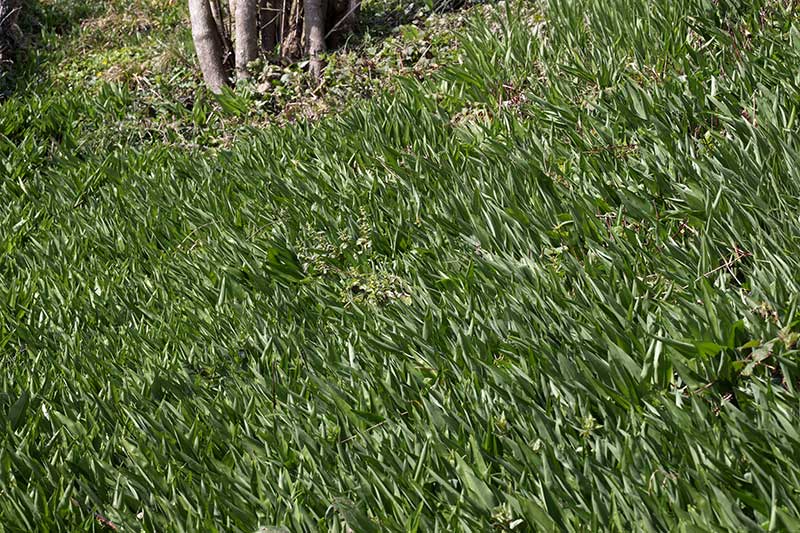 Baerlauch Fruehling Garten