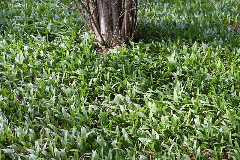 Baerlauch Wiese Baum