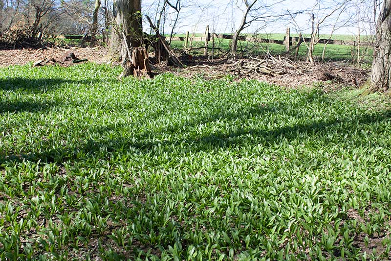 Bärlauch-Wiese-Wald