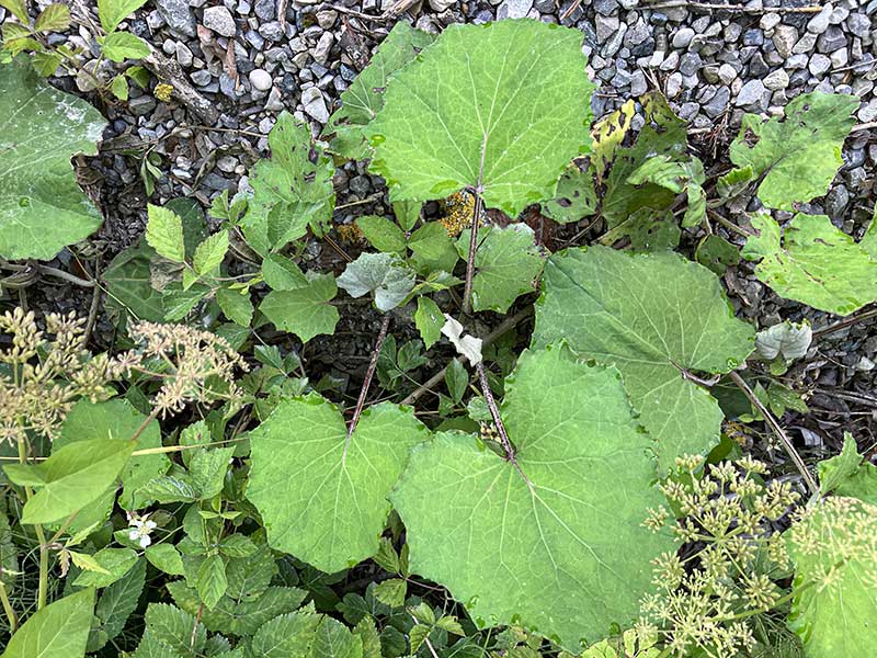 Huflattichblaetter Kies