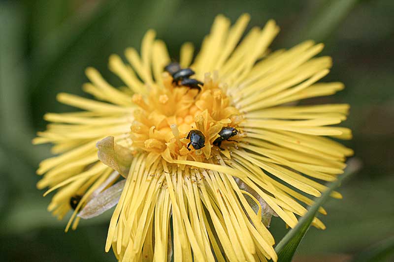 Huflattichblüte-Käfer