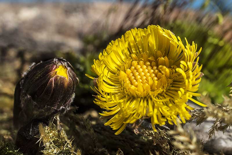 Huflattichbluete Knospe