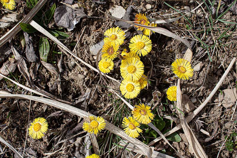 Huflattichblüten-Schilf