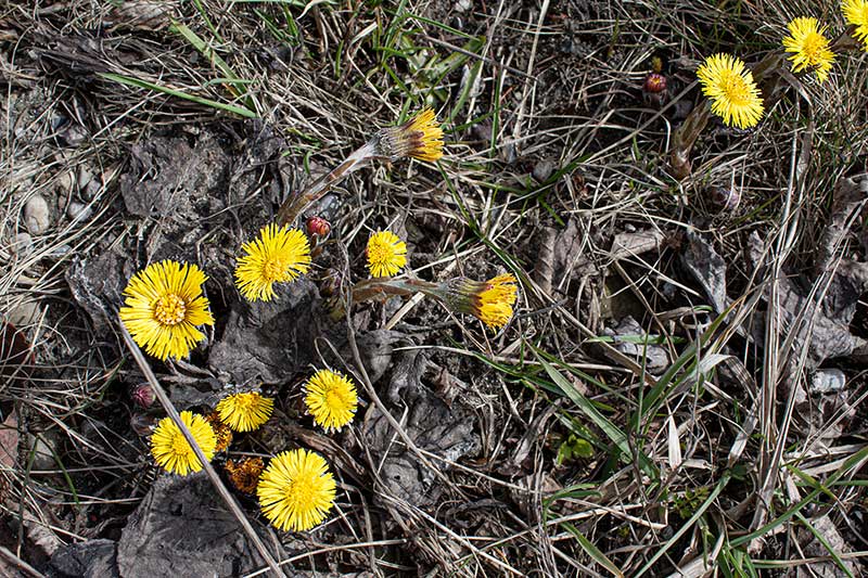 Huflattichblueten Steine