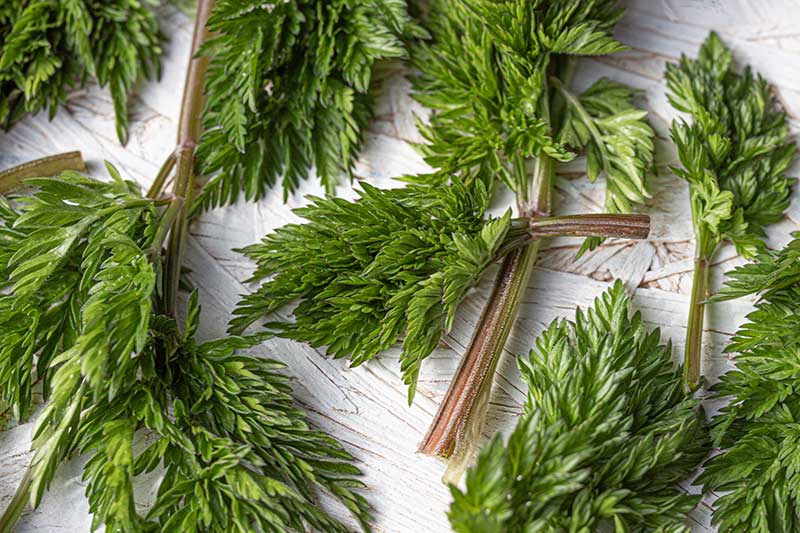 Wiesenkerbel ganz jung