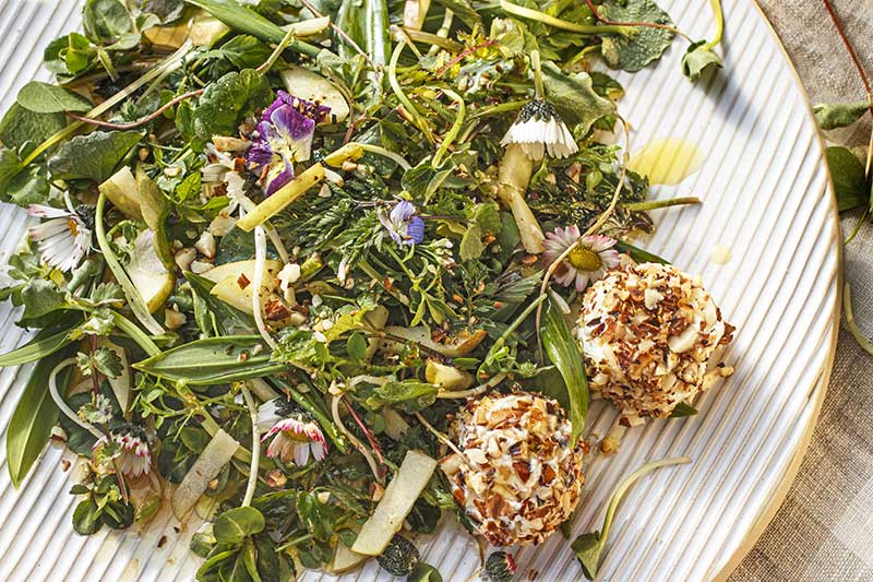 Wildkraeutersalat Frischkaesebaellchen makro