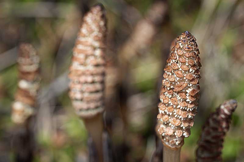 Ackerschachtelhalm 26 Makro