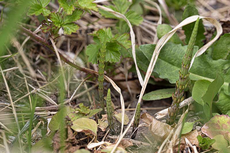 Ackerschachtelhalm jung