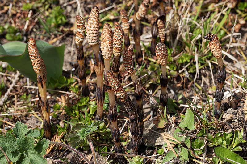 Ackerschachtelhalmsprossen 26