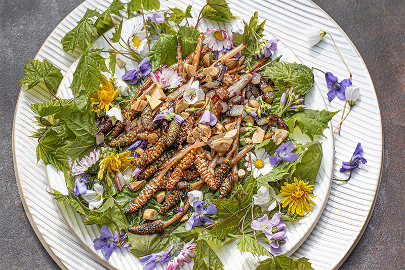 Ahornblaettersalat Acherschachtelhalm