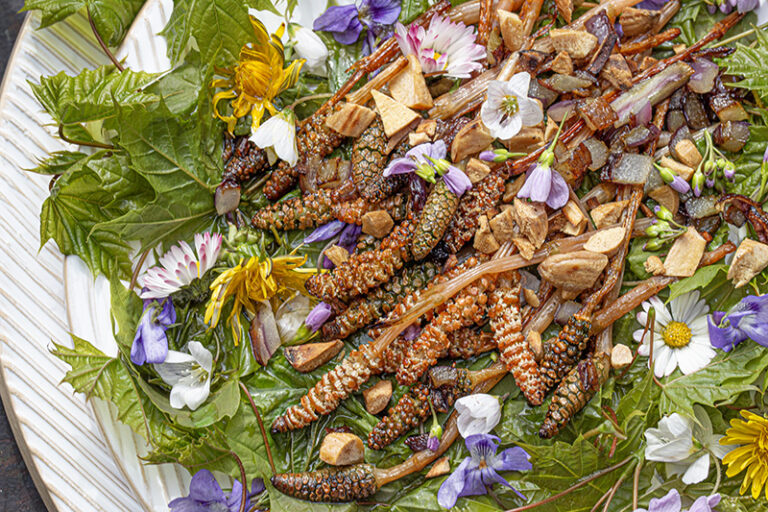 Ahornblättersalat-Ackerschachtelhalm