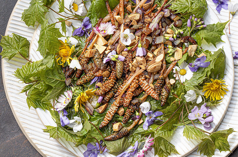 Ahornblättersalat mit gebratenen Sprossen vom Ackerschachtelhalm und gerösteten Eicheln