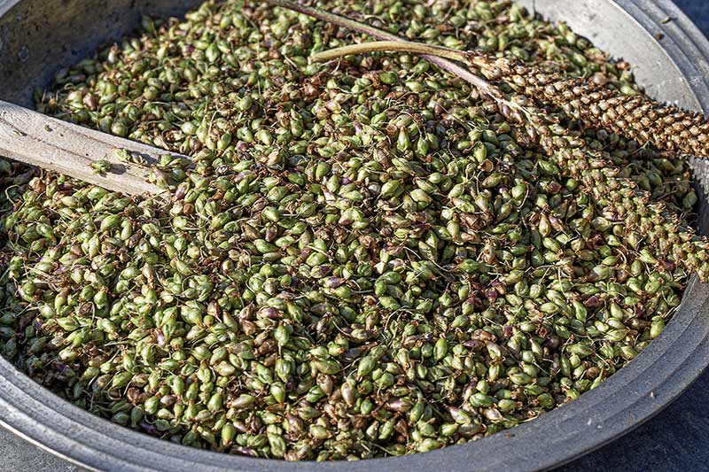 Breitwegerichfruechte