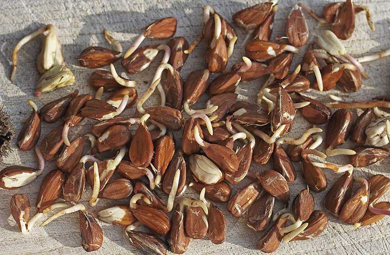 Bucheckernkeimlinge geschaelt