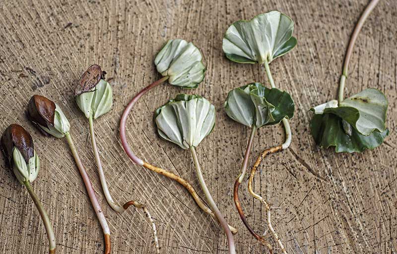 Buchensprossen chronologisch