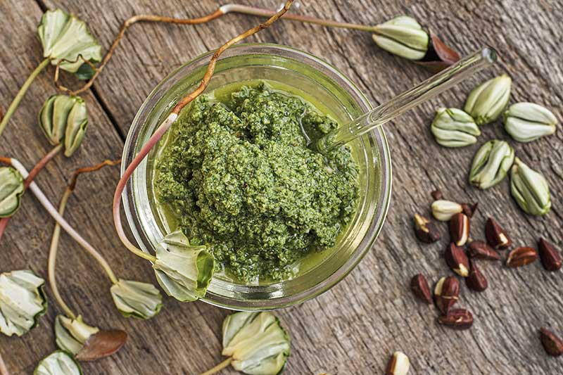 Buchensprossenpesto