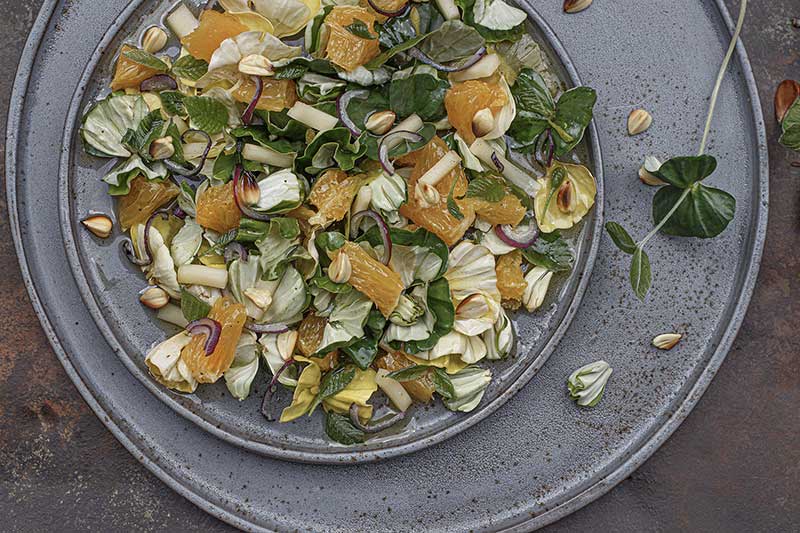 Buchensprossensalat Orange