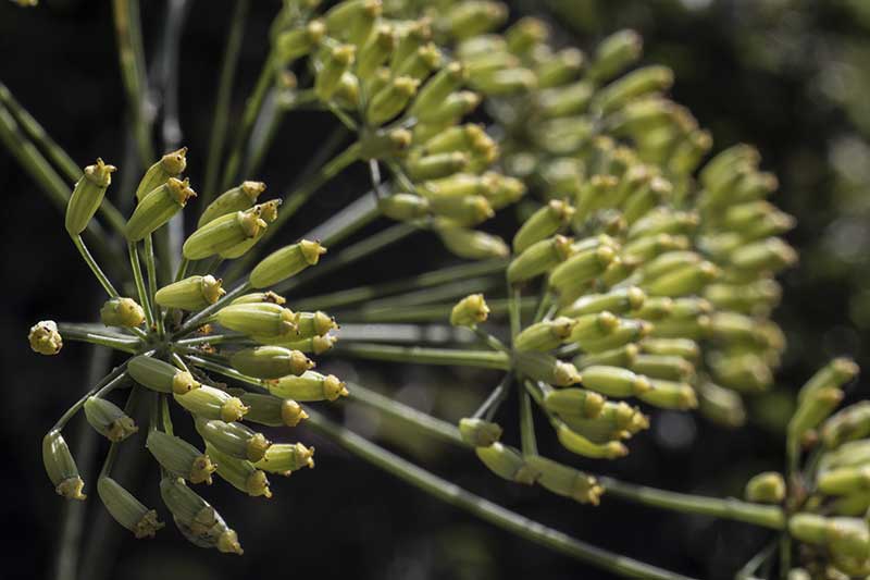 Fenchelfruechte makro