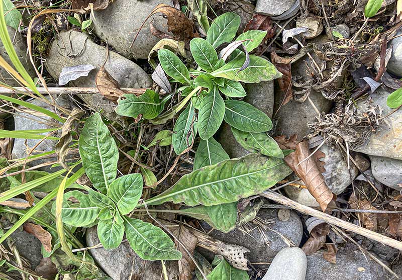 Nachtkerzen Pflanzen Steine