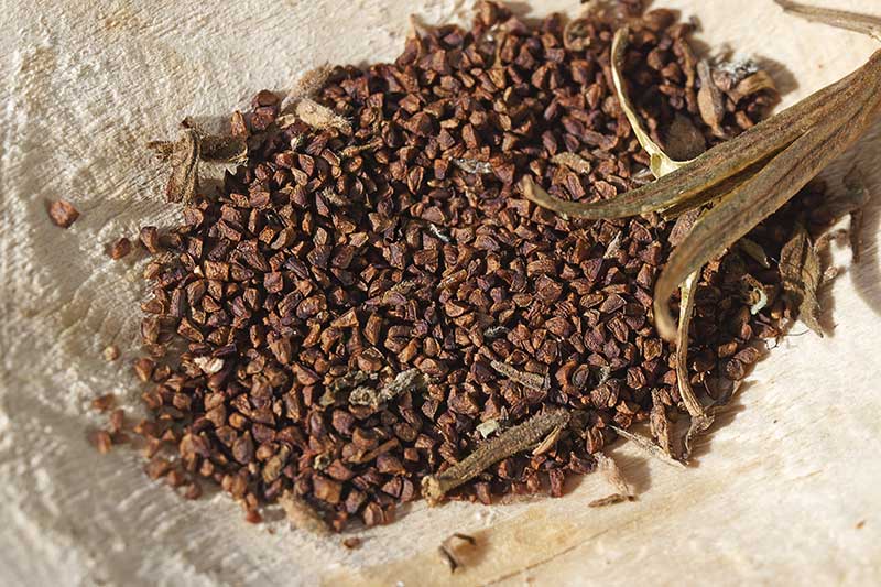 Nachtkerzen Samen Makro