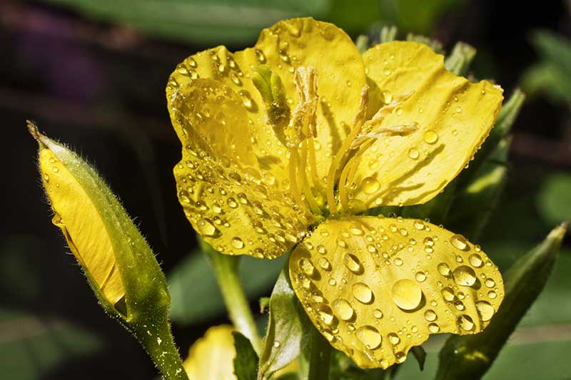 Nachtkerzenbluete Tropfen