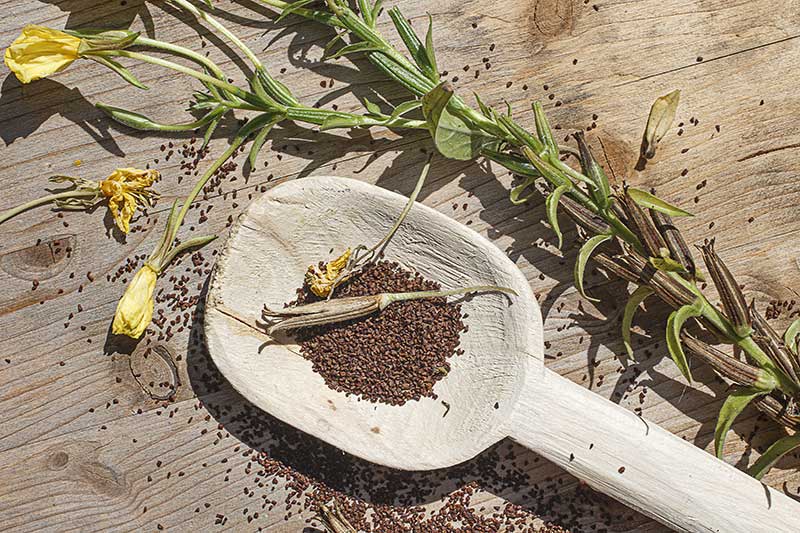 Nachtkerzensamen mit Blueten