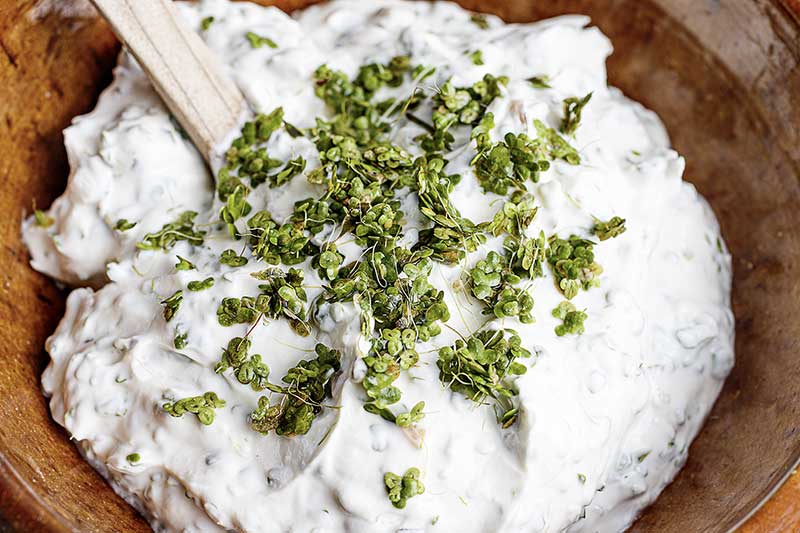 Quark mit Wasserlinsen