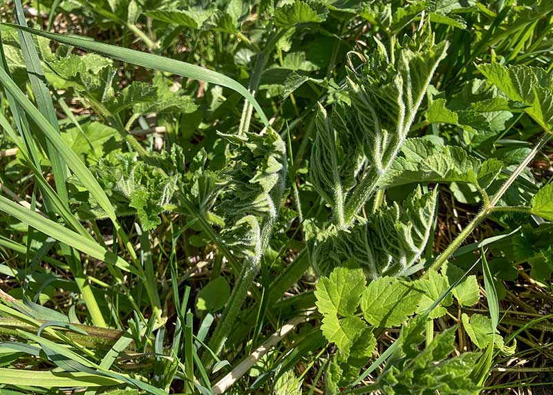 Wiesenbaerenklau jung