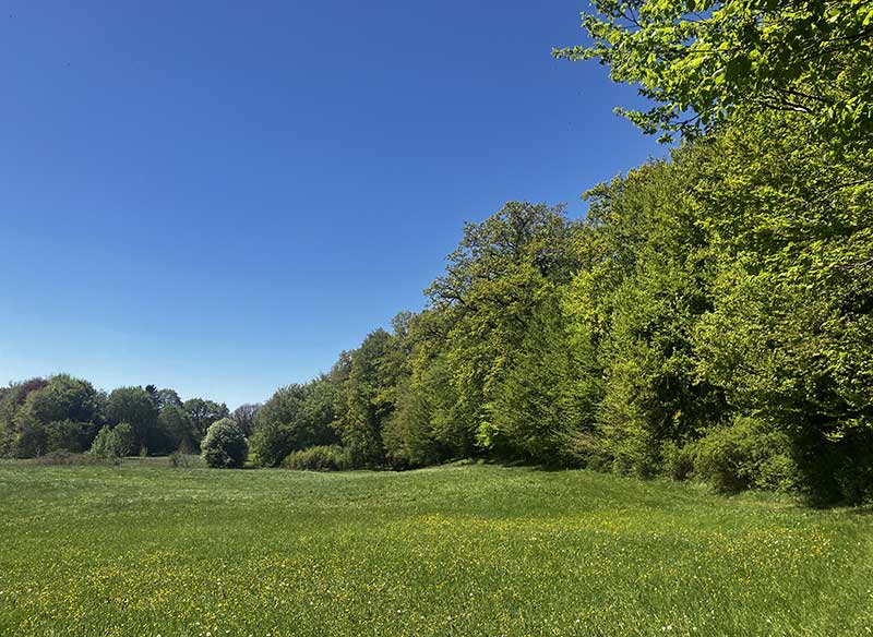 Wiese Wald
