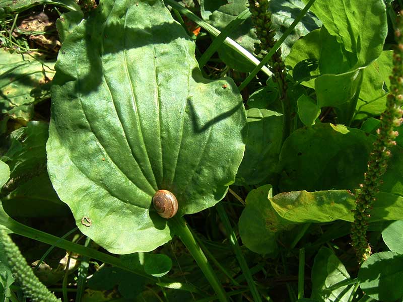 Breitwegerich Blatt Schnecke