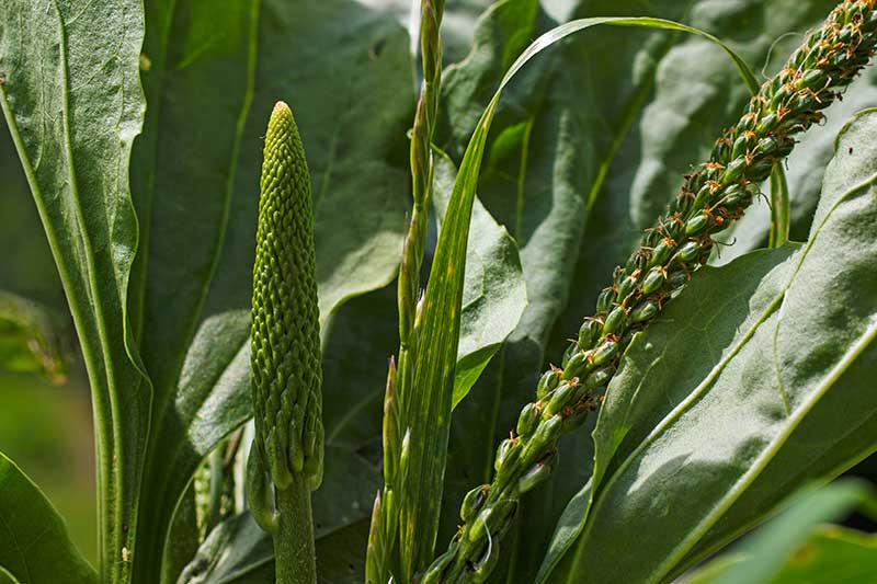 Breitwegerichblüte-jung-älter