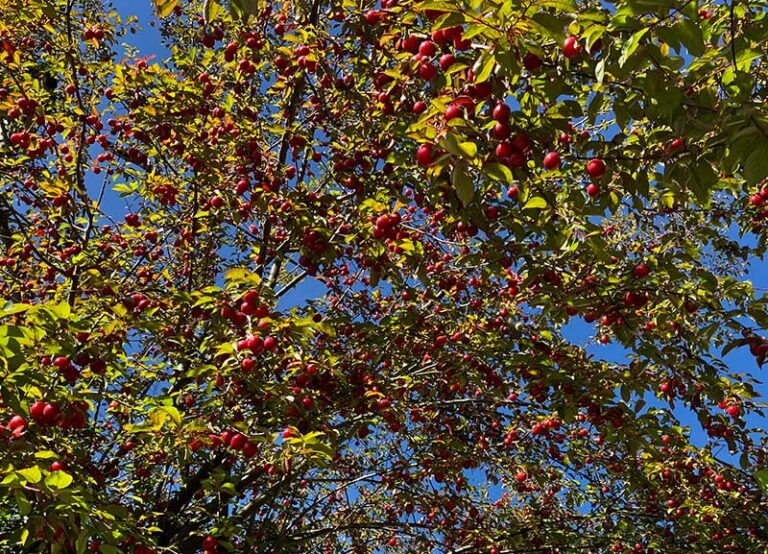 Kirschpflaumen-Baum-2026