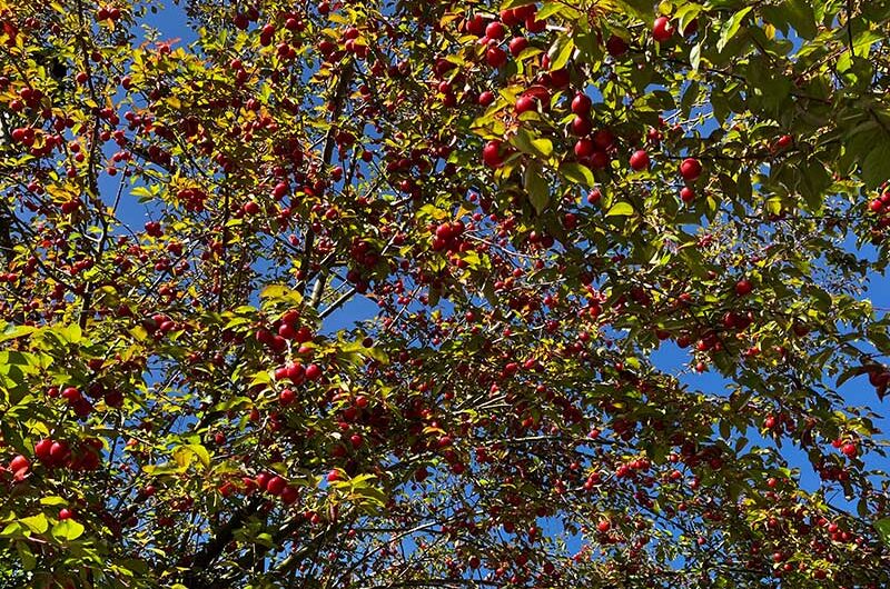 Kirschpflaumen-Baum-2026