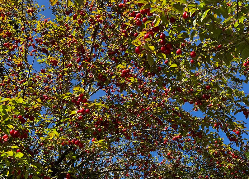 Kirschpflaumen Baum 2026