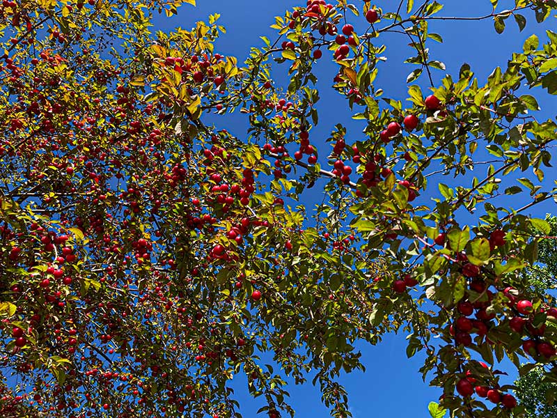Kirschpflaumen-Baum