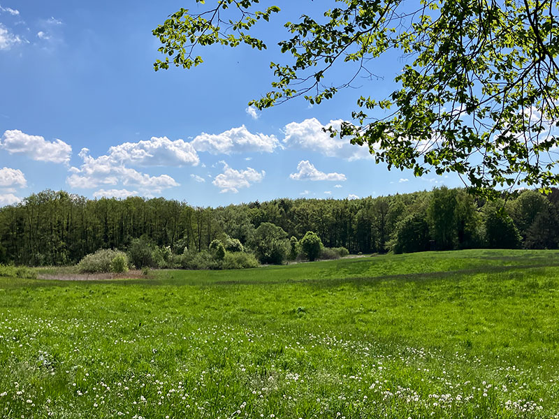 Wiese Waldrand