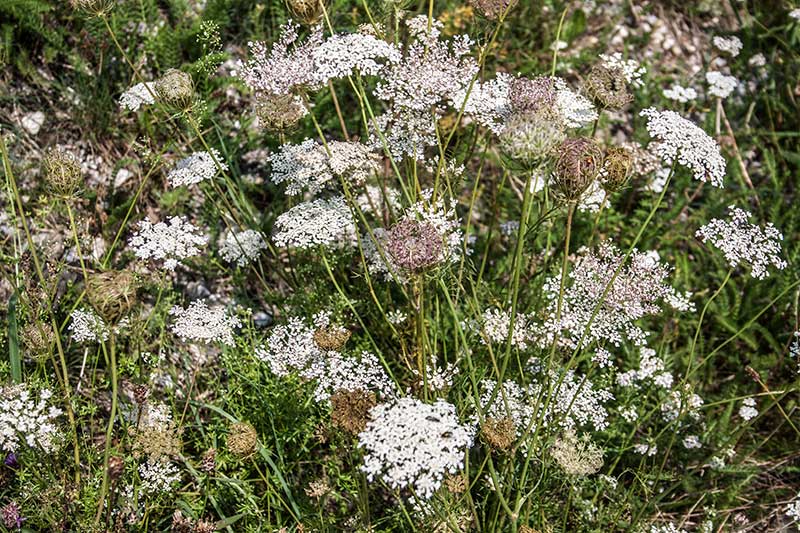 Wilde Moehre Wegrand