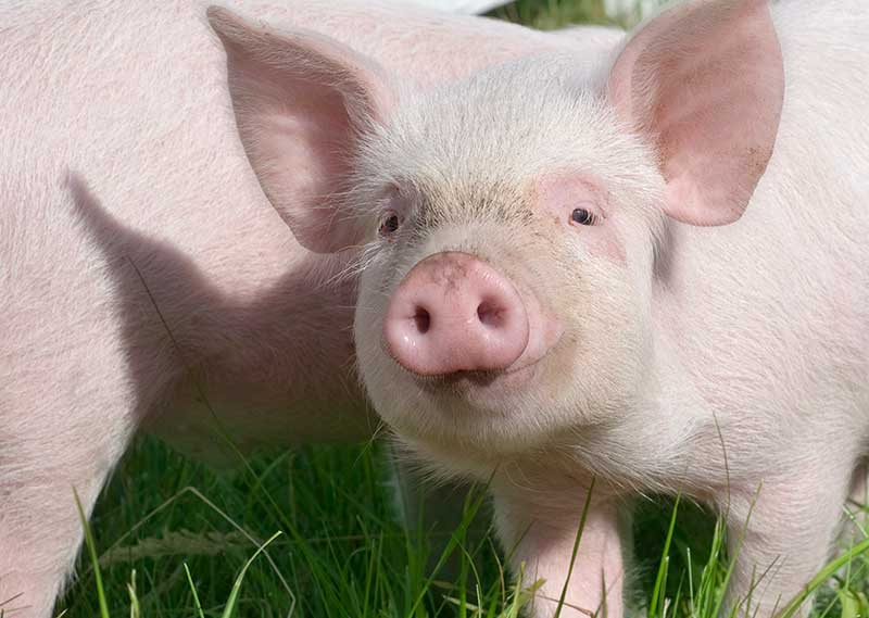 schweinchen