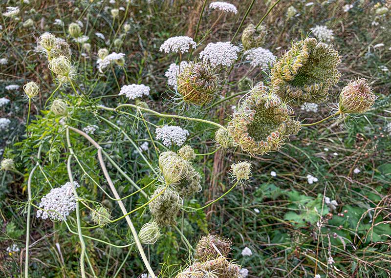 wilde Moehre Samenkoerbchen