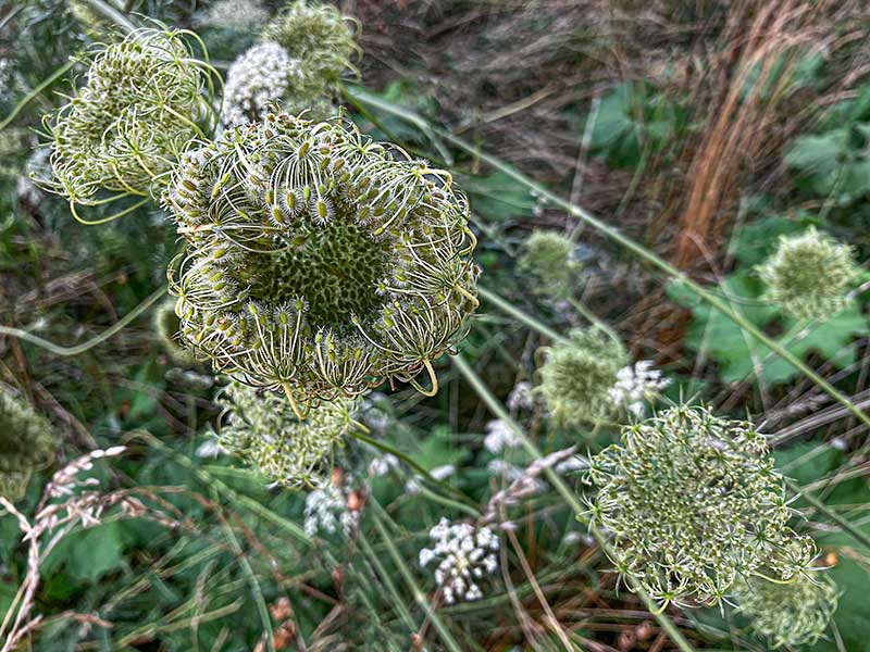 wilde Moehre Samennester