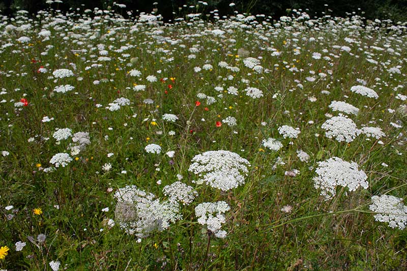 wilde moehre wiese