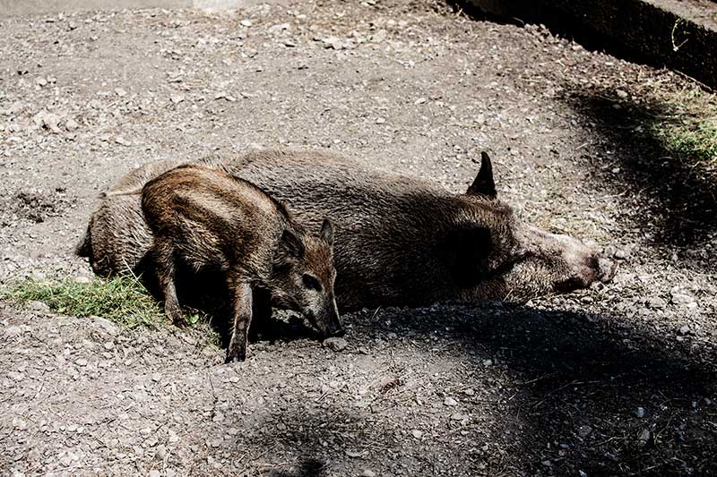 Wildschweine